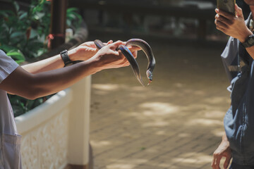 Bare hands held a sunbeam snake (Xenopeltis unicolor).