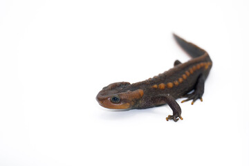 Crocodile newt (Tylototriton panhai) standing on the white background  studio