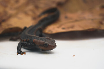 Crocodile newt (Tylototriton panhai) standing on dried leaves