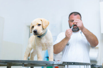 Veterinarian examining dog in clinic. Male doctor preparing the vaccine for beautiful labrador puppy.