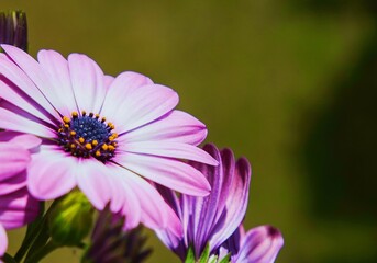 Obraz premium Gazania