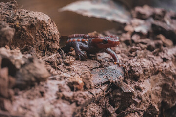 Crocodile newt (Tylototriton panhai) walking on the land