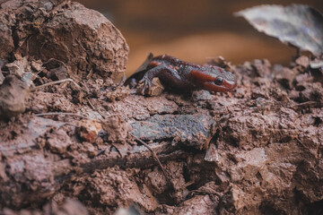 Crocodile newt (Tylototriton panhai) walking on the land