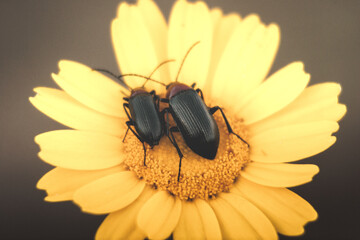 Flor