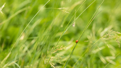 Nature, auvergne, faune & flore4