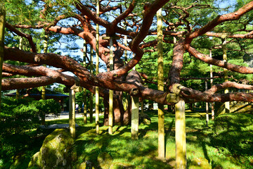 金沢兼六園の美しい風景　Beautiful scenery of Japanese garden