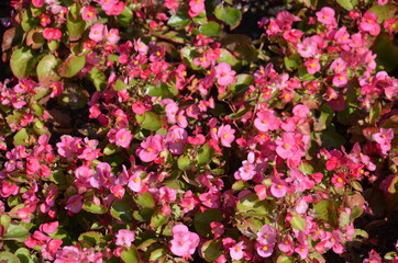 kwiat, roz, kwiat, jardin, charakter, roślin, zieleń, kwiat, kwiat, jary, lato, kwiatowy, czerwień, flora, piękne, beuty, fiolet, petunia, busz, kwitnienie, ogrodnictwo, park, barwa, azalia