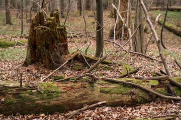 Fototapeta premium Fallen log and decayed trunk of fir 