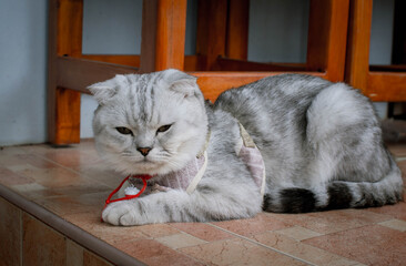 Fluffy gray beautiful adult cat, breed scottish-fold, very close up portrait Beautiful feline cat at home.