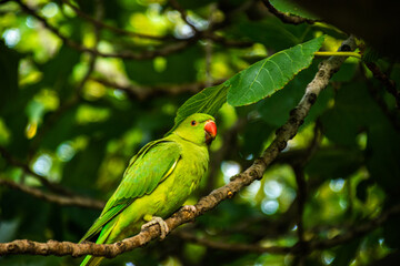 Photo of a beautiful and bright green bird, staying on top of a tree in the middle of the forest. 