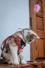 Beautiful feline cat at home. Domestic animal. Grey, orange and white female cat sitting seen from the front facing.