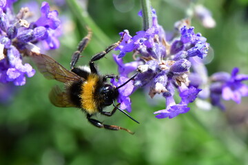 Hummel
