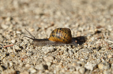 snail in the area of stones.