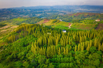 Aerial top view of summer green and yellow pine trees in forest in rural.