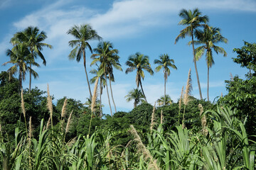 Fototapeta na wymiar Palm trees among the tropical jungle