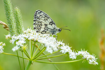 Schachbrett - Schmetterling