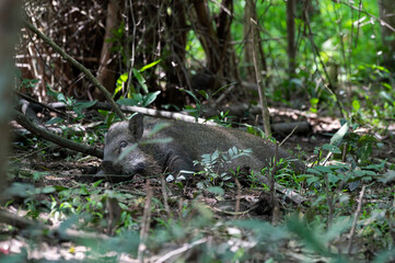 A wild boar sleeping in the forest at Thailand