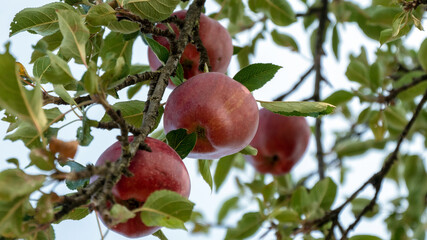 red apples on tree
