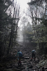 people in the forest trail