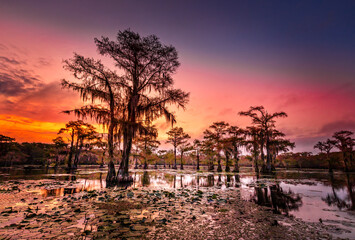 Sunrise with cypress trees in the swamp of the Caddo Lake State Park, Texas