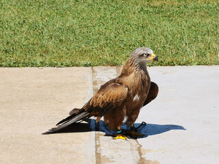 red tailed hawk