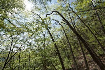 forest in the fresh spring