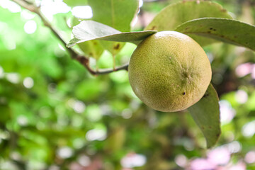 pear on tree