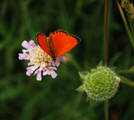 beautiful orange butterfly virgaureae sitting on light violet meadow flower with green background.