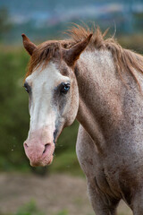 Obraz premium portrait of a horse