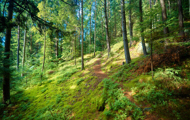 A path in the forest leading up a mountain among the trees