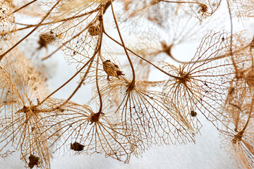 Macro closeup of brown dry delicate hortensia skeleton flower leaves on a light blue background....