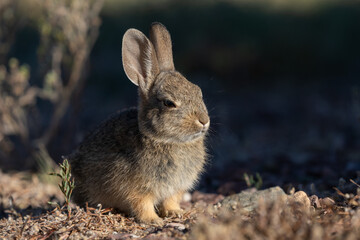 Cute Young Cottontail Rabbit