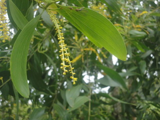 beautiful buds between the leaves