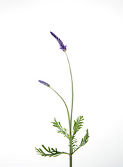 Naklejka premium lavender, studio, fresh flowers, herb, herbal, lavender flower