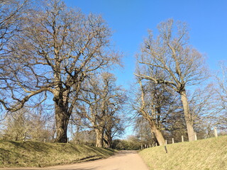 Obraz premium trees in the park