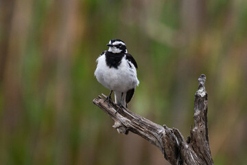 Bergeronnette du Cap,.Motacilla capensis, Cape Wagtail
