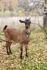 Naklejka na ściany i meble Goat of the Nubian breed on a leash in the village