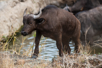 Buffle d'Afrique, jeune, Syncerus caffer, Parc national Kruger, Afrique du Sud
