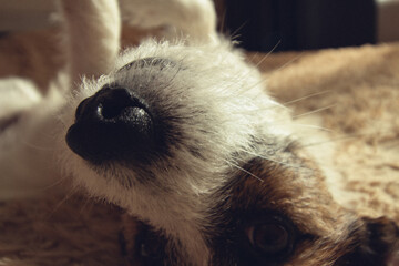 cat sleeping on the grass
