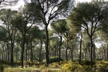 Paisajes de pinos del Coto Doñana reserva