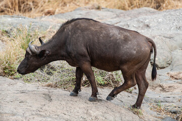 Buffle d'Afrique, Syncerus caffer, Parc national Kruger, Afrique du Sud