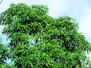 Tree branches with green leaves and cloud background