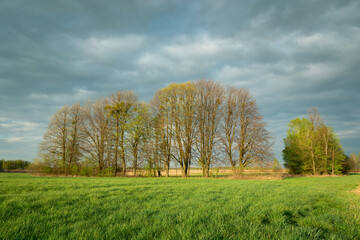 Fototapeta premium Spring trees on a green meadow and cloudy sky