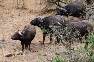 Buffle d'Afrique, Syncerus caffer, Parc national Kruger, Afrique du Sud
