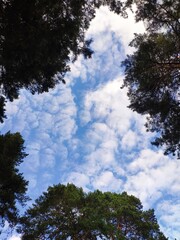 Obraz premium Framed sky with clouds surrounded by pine tops. Copy space. sky framed by trees. Summer wood framed sky