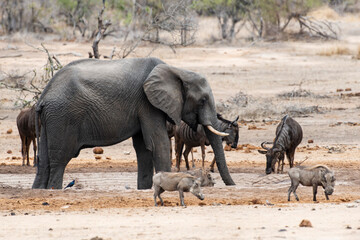 Éléphant d'Afrique, Loxodonta africana, Lion, Parc national Kruger, Afrique du Sud