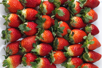 fresas alineadas - España - Andalucía - Sevilla