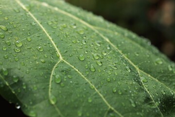leaf and water drops on it background