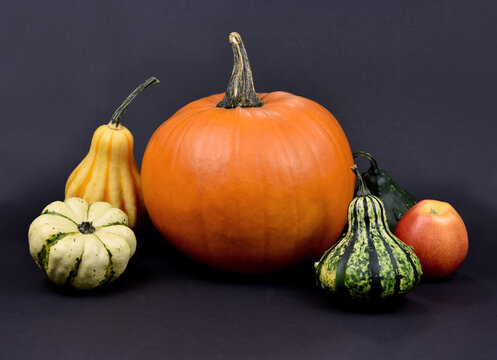 Different types of pumpkins and squash autumn still life stock images. Pile of pumpkins isolated on a dark background. Decorative pumpkins autumn still life stock photo. Beautiful autumn decorations