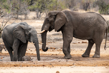 Fototapeta na wymiar Éléphant d'Afrique, Loxodonta africana, Lion, Parc national Kruger, Afrique du Sud